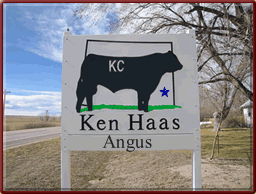 Ken Haas Angus