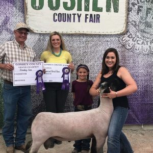 Yetter Show Sheep