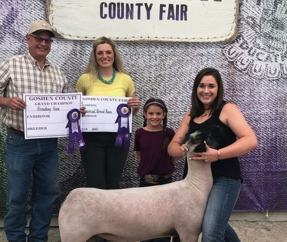 Yetter Show Sheep